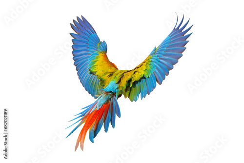 Colorful feathers on the back of Shamlet macaw isolated on transparent background png file