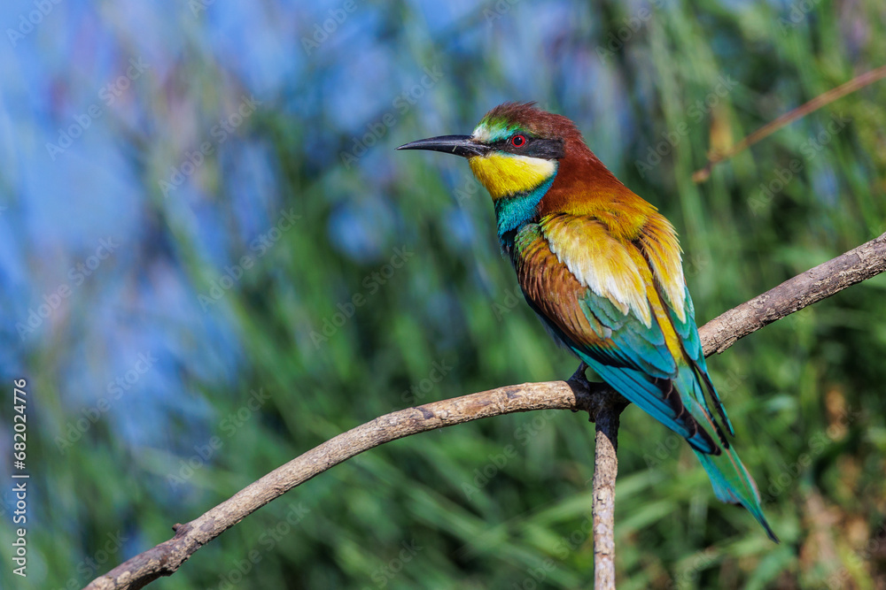 Bienenfresser (Merops apiaster)