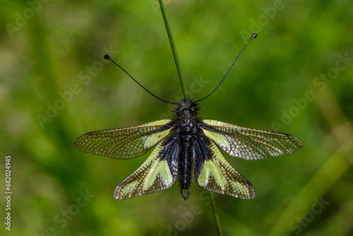 Libellen-Schmetterlingshaft (Libelloides coccajus)