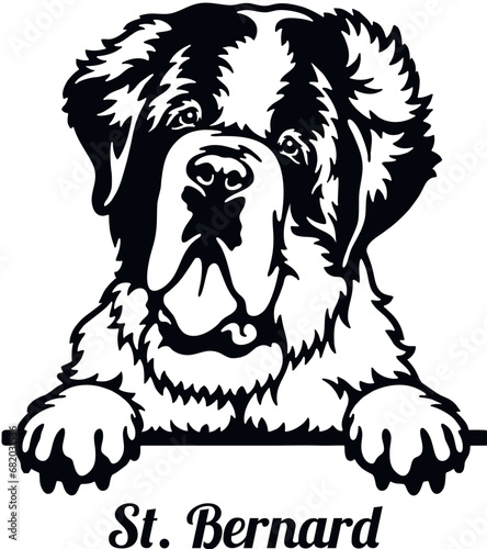 St. Bernard - Color Peeking Dogs - breed face head isolated on white