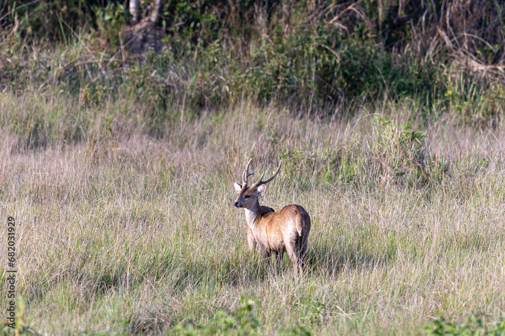 Naklejka premium Male Whitetail Deer in the Okavango Delta - Moremi National Park in Botswana