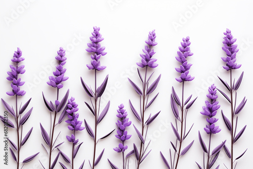 sprigs of fresh lavender on a white background