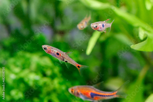 Dwarf Rasbora, scientific name is Boraras maculatus, in aquarium fish tank, small nano fish. photo
