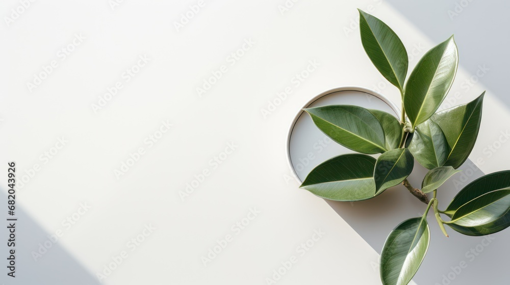 Obraz premium a close up of a leafy plant on a white surface with a magnifying glass on the side of the image and a shadow of the plant on the wall.