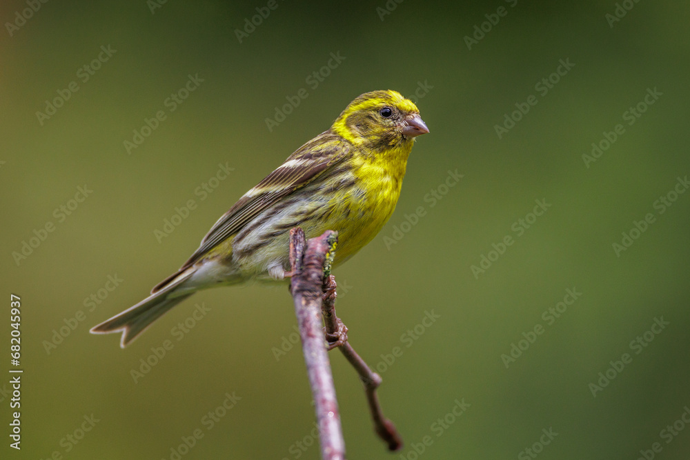 Girlitz (Serinus serinus) Männchen Girlitz (Serinus serinus) Männchen
