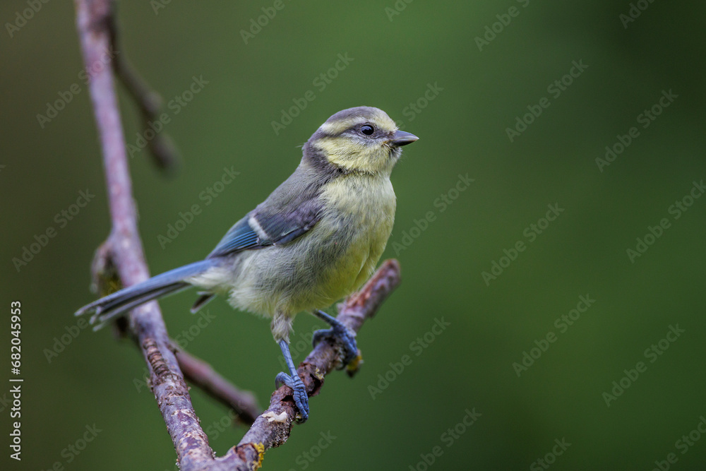 Fototapeta premium Blaumeise (Cyanistes caeruleus)