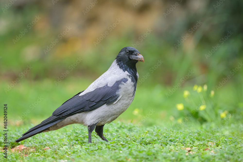 A carrion crow walking in a meadow on a cloudy day in spring A carrion crow walking in a meadow on a cloudy day in spring