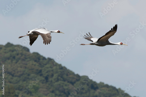 Pair of White-naped Cranes flying photo