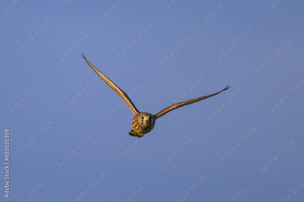 A Common Kestrel in flight on a sunny day in summer A Common Kestrel in flight on a sunny day in summer