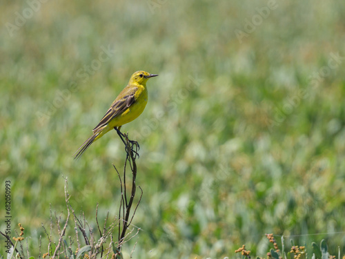 A Western Yellow wagtail sitting on a plant
