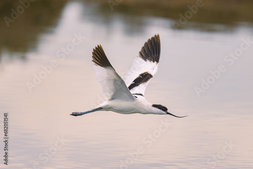 A Pied Avocet flying low over water