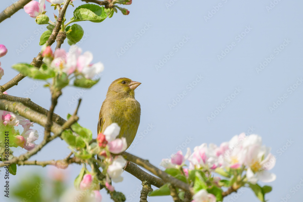 A European Greenfinch sitting on a tree