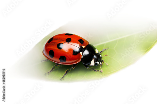 Crawling Ladybug Macro on a transparent background © AIstudio1