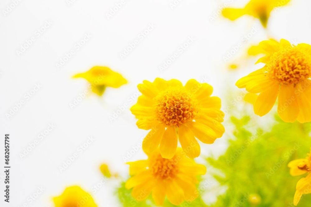 白背景に黄色い野菊を思わせるダールベルグデージーの可愛いく小さい花