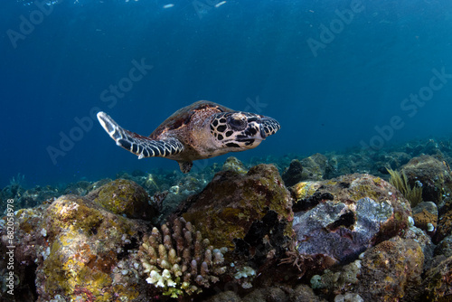 Hawksbill sea turtle swimming in coral reefs. Underwater world of Bali, Indonesia