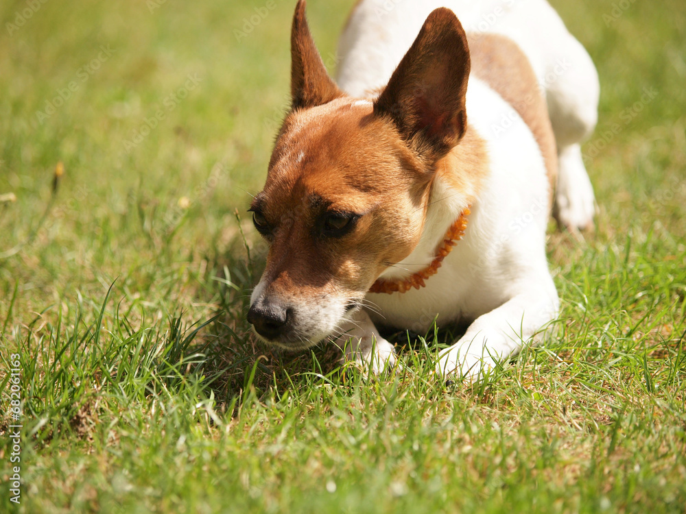 Jack Russell Terrier sniffs relaxed in the garden at the grass Jack Russell Terrier sniffs relaxed in the garden at the grass