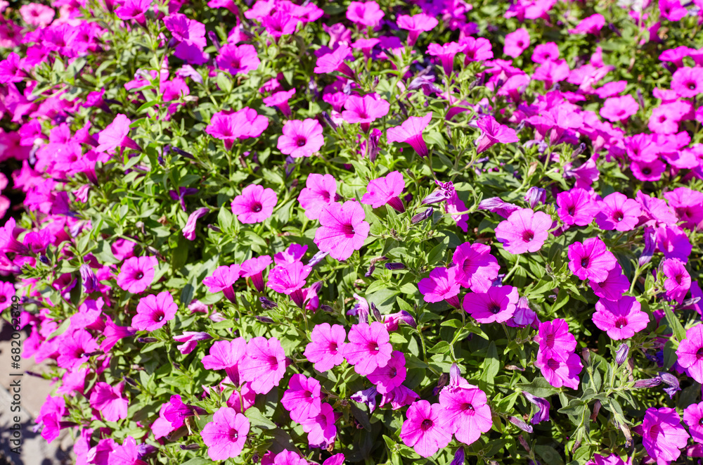 Petunia, purple Petunias in the pot. Lush blooming colorful common garden petunias in city park. Family name Solanaceae, Scientific name Petunia