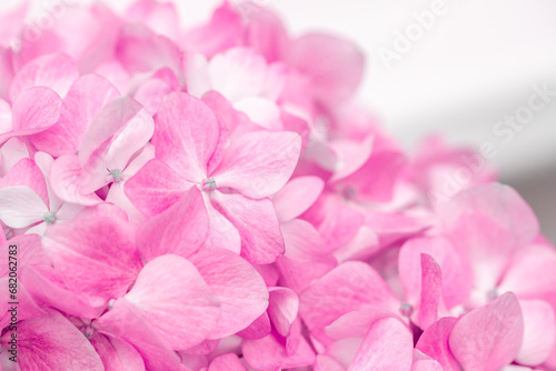 Pink flowers close up. Bouquet of purple flowers. City flower beds, a beautiful and well-groomed garden with flowering bushes.