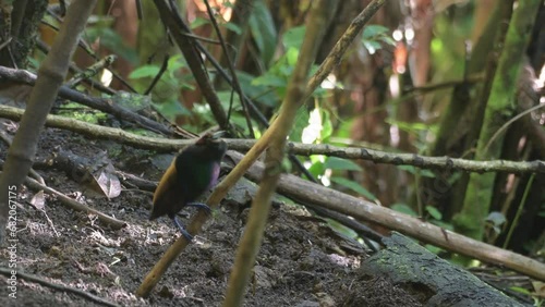 Male Magnificent bird-of-paradise (Diphyllodes magnificus) courts a female in Arfak mountains in West Papua, Indonesia photo