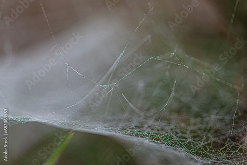 Close-up of a cobweb with dewdrops and a blurry foreground
