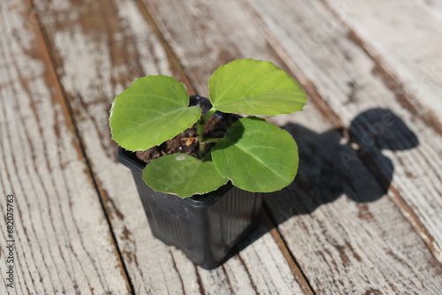 CISSUS CUKROWY ROTUNDIFOLIA sadzonka photo