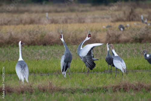 Pair of White-naped Cranes whooping photo