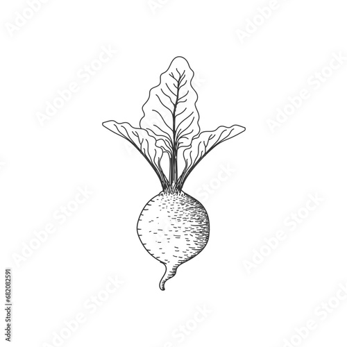 Isolated Hand Drawn Sketch of Beet Plant Tubers Illustration