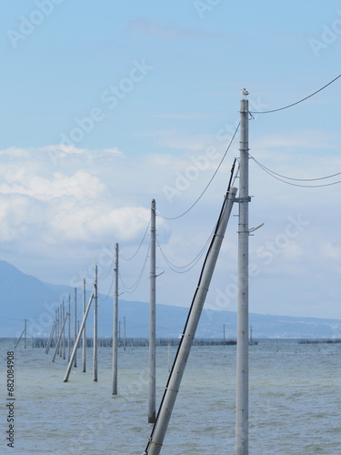 電柱にとまるウミネコ