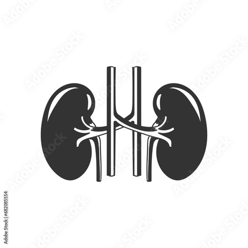Vintage Isolated Cross Section of the Human Kidney for Medical Internal Organ Education