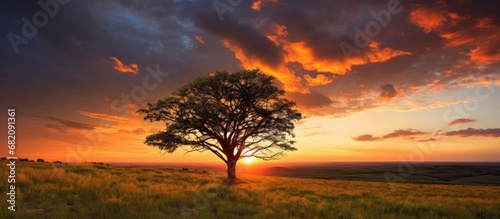 As the sun begins its descent  casting a warm  golden light across the landscape  the silhouette of a tree stands tall against the orange hues of the sky  enhancing the beauty of the summer garden