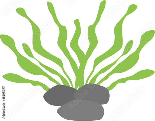 coral and seaweed