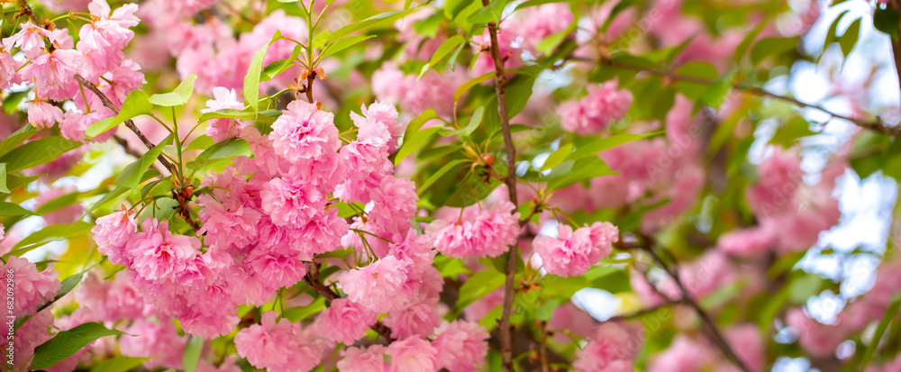 Sakura. Cherry blossom, branches with flowers sway in the wind. Pink flowers of the sakura tree. Spring landscape with flowering trees. Beautiful nature on a sunny day. Sakura. Cherry blossom, branches with flowers sway in the wind. Pink flowers of the sakura tree. Spring landscape with flowering trees. Beautiful nature on a sunny day.