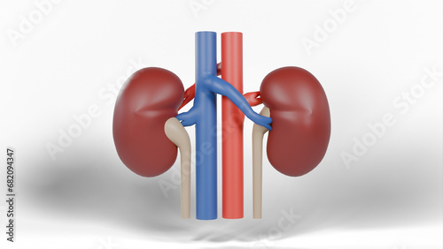 Normal human kidney and cross section of the kidney, blood suppl photo