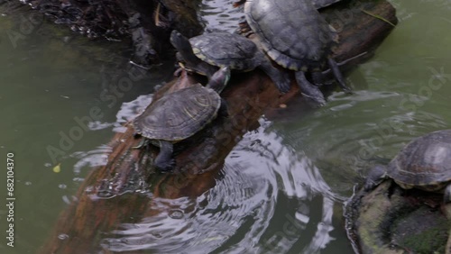 Panning down line of many turtles lounging on log in pond photo