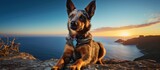 In the rugged Australian coast, a powerful and intense Australian Cattle Dog stands, muscles flexed and eyes fixed on the blue horizon a majestic animal ready to protect its owners livestock, yet also