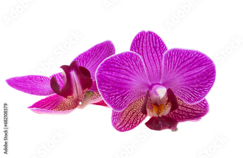 beautiful orchid flower isolated
