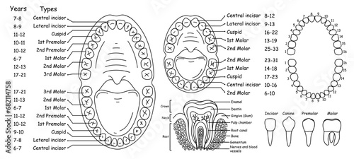 Set of anatomy of human teeth and jaws, arrangement of teeth in people - adults and children, set of vector illustrations in doodle style photo