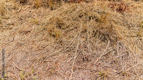 Dry thickets of grass and shrubs, Brisbane, Queensland photo