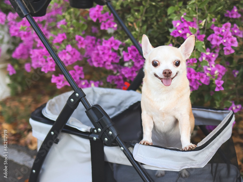 Happy brown short hair Chihuahua dog  standing in pet stroller in the park with purple flowers background. smiling and looking at camera
