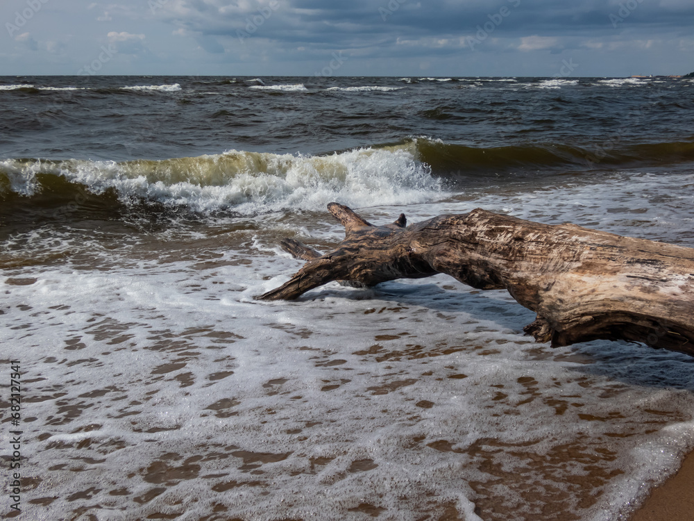 Fototapeta premium Seascape depicting landscape of Baltic sea with huge white waves and beach with yellow sand and shore with tree trunk washed out of water and blue sky above