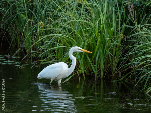 Great or common egret (Ardea alba) with pure white plumage, long neck and yellow bill standing in water near green vegetation