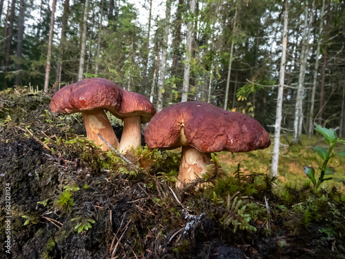 Close-up shot of the cep, penny bun, porcino or porcini mushroom (boletus edulis) growing in the forest surrounded with green moss
