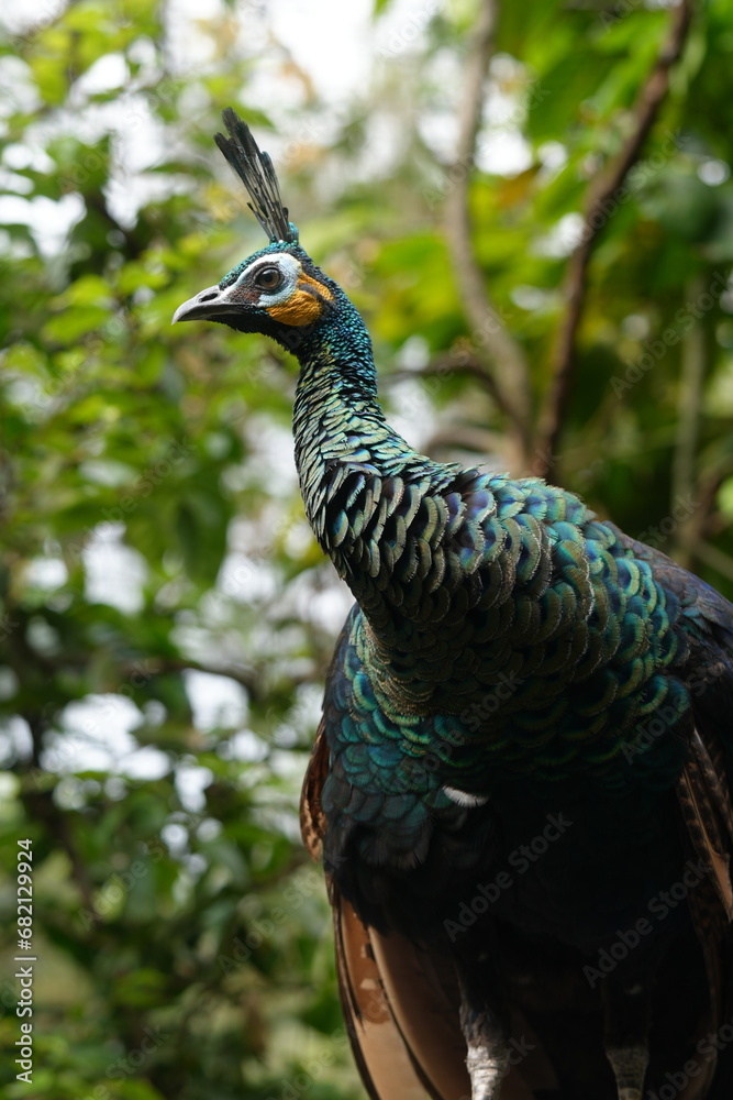 Obraz premium Peacocks, specifically the male peafowl, are known for their extravagant and colorful plumage. They belong to the pheasant family|孔雀