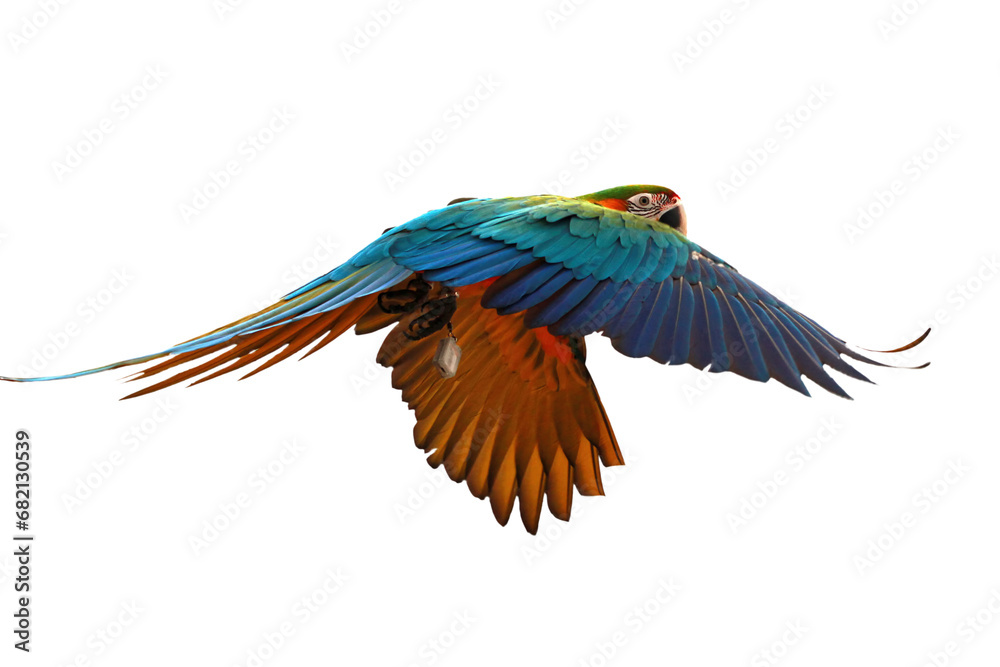 Fototapeta premium The scarlet macaw (Ara macao) flying through on sky, Big parrots flying with white background