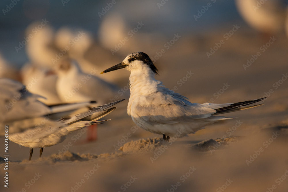 The Sandwich tern (Thalasseus sandvicensis) on a sandy beach at sunset The Sandwich tern (Thalasseus sandvicensis) on a sandy beach at sunset
