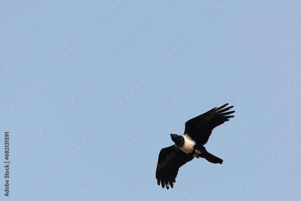 Obraz premium Pied Crow, Corvus albus