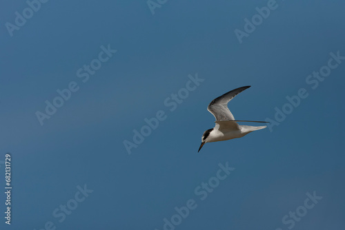 Little Tern, Sternula albifrons © Marc