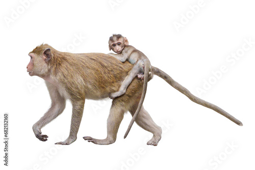 Portrait side view Macaca, Brown baby monkey on mother monkey's back its looking, Family ties cute, warm, safe and moving forward. Material for creative idea. Isolated background with transparent. photo
