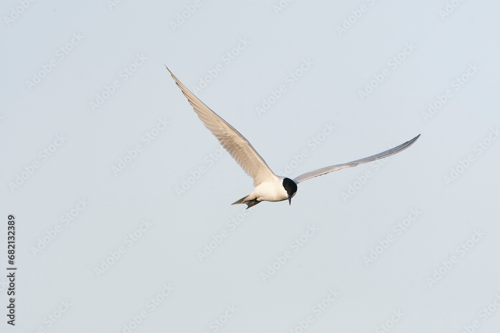 Gull-billed Tern, Gelochelidon nilotica Gull-billed Tern, Gelochelidon nilotica