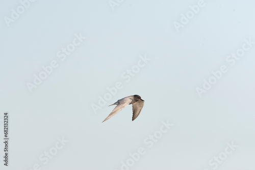 Black Tern  Chlidonias niger